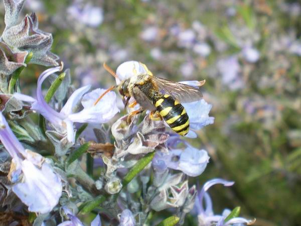 Crabronidae? No. Nomada sp.